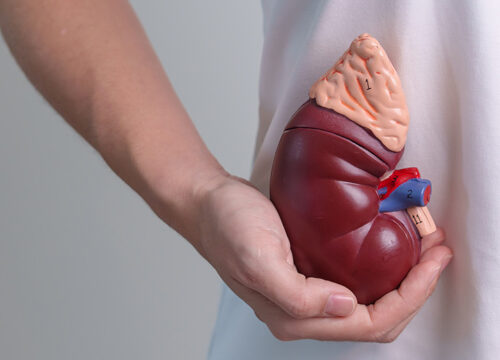 Photo of a man holding a model kidney